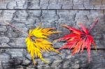 Yellow And Red Maple Leaf On Black Burnt Wood Stock Photo