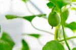 Close Up Baby Melon With Melon Flower, Popular Stock Photo