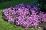 Autumn Crocus ( Colchicum Autumnale) Stock Photo