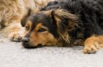 Abandoned Street Dog Stock Photo