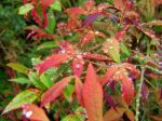 Red And Green Leaves With Raindrops Stock Photo