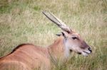 Common Eland (taurotragus Oryx) Stock Photo