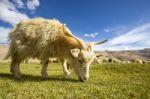 Pashmina Goat Grazing - Chummatang - Ladakh India Stock Photo