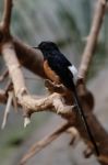 Fuengirola, Andalucia/spain - July 4 : White-rumped Shama (copsy Stock Photo