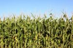 Cornfield Stock Photo