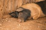 Pig On The Farm Stock Photo