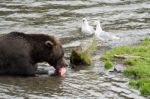 Bears In Katmai National Park, Alaska Stock Photo