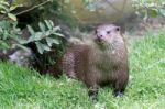 Eurasian Otter (lutra Lutra) Stock Photo