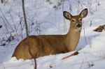 Beautiful Isolated Photo Of A Wild Deer In The Forest On The Snow Stock Photo