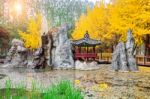 Autumn With Ginkgo Tree In Nami Island, Korea Stock Photo