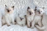 Four Young Ragdoll Cats Sitting In A Row Stock Photo