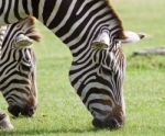Zebras Are Eating The Grass Together Stock Photo
