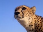 Cheetah Closeup In South Africa Stock Photo