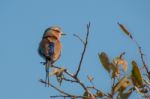 Lilac-breasted Roller Stock Photo