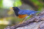 Male Black-breast Thrush Stock Photo