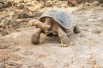 Giant Turtle In Galapagos Stock Photo