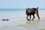 Italian Cane-corso Dog On The Coast Stock Photo