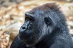 Western Lowland Gorilla (gorilla Gorilla Gorilla) Stock Photo