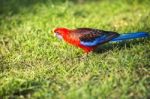 Crimson Rosella Stock Photo