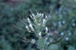 Plant Of The Family Capparidaceae Stock Photo