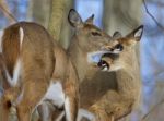 Beautiful Background With A Pair Of The Cute Wild Deers Stock Photo