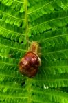 Snail On A Tree In The Garden Stock Photo