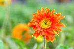 Orange Chrysanthemum Flowers In Garden Stock Photo