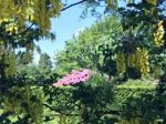 Rhododendron-flowers In The Park Stock Photo