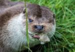 Eurasian Otter (lutra Lutra) Stock Photo