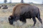 American Bison (bison Bison) Stock Photo