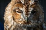 Tawny Owl (strix Aluco) Stock Photo