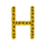 Isolated Sunflower Alphabet H Stock Photo