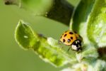 Ladybird Stock Photo