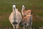 Lama Stock Photo