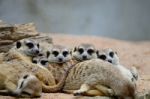 Meerkat Stock Photo