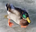 Isolated Photo Of A Mallard Walking On Ice Stock Photo