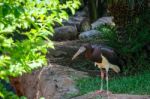 Fuengirola, Andalucia/spain - July 4 : Abdim's Stork In The Biop Stock Photo