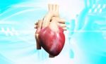 Human Heart Stock Photo