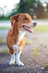 Portrait Of A Cute Brown Dog Stock Photo