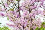 Lagerstroemia Loudonii Or Salao Flower ( Lythraceae ) Stock Photo