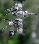 Long Tailed-tit Stock Photo