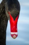 Black Swan (cygnus Atratus) Stock Photo