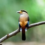 Female Silver-breasted Broadbill Stock Photo