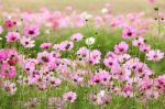 Beautiful Cosmos Flower Stock Photo