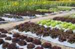 Vegetable Farm Stock Photo