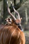 Eastern Bongo (tragelaphus Eurycerus Isaaci) Stock Photo