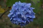 Blue Hydrangea Stock Photo