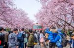 Jinhae,korea - April 2 : Jinhae Gunhangje Festival Is The Largest Cherry Blossom Festival In Korea.tourists Taking Photos Of The Beautiful Scenery Around Jinhae,korea On April 2,2016 Stock Photo