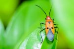 Red Cotton Bug (dysdercus Cingulatus) Stock Photo