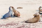 Sea Lions In Galapagos Islands Stock Photo